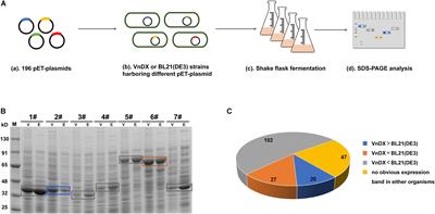 Vibrio natriegens as a pET-Compatible Expression Host Complementary to Escherichia coli